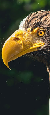 This is an Eagle